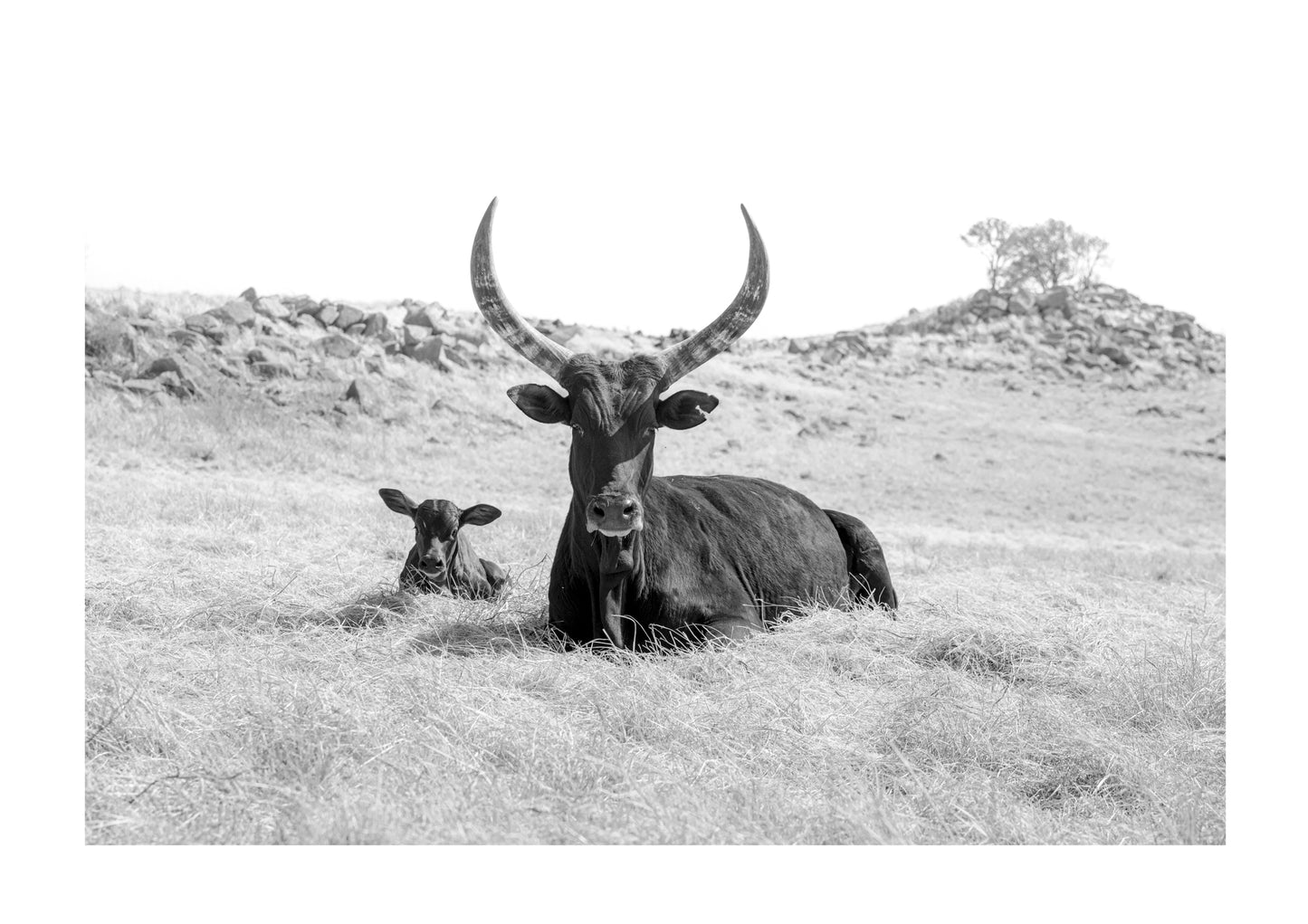 Ankole Mother & calf